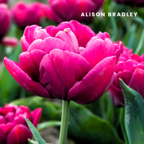 Alison bradley.
