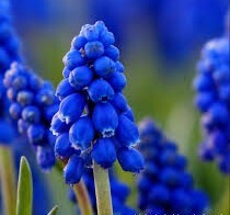 Armeniacum muscari