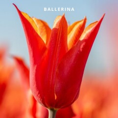 Ballerina
