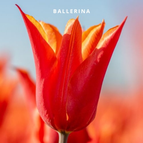 Ballerina