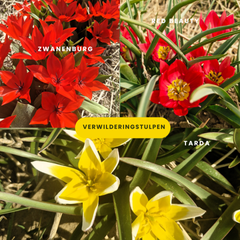 Bio Botanische tulpen