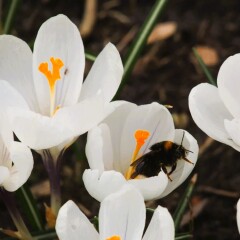 Bio krokus jeanne d arc 3 1