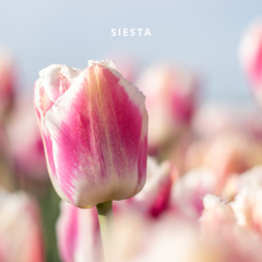 Bio Tulipa Siesta