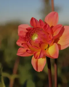 Biologische dahlia's