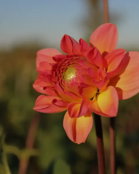 Biologische dahlia's