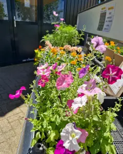 Biologische perkplantjes