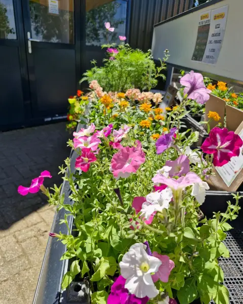 Biologische perkplantjes