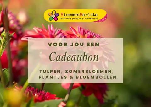 Cadeaubon BloemenBarista Biologische Bloemenkwekerij