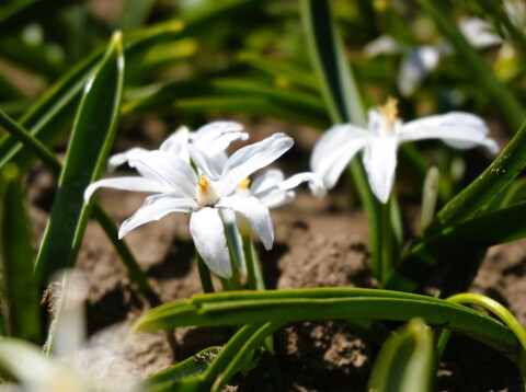 Chionodoxa Alba 1