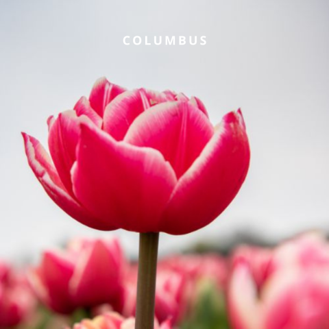 Bio Tulipa Columbus
