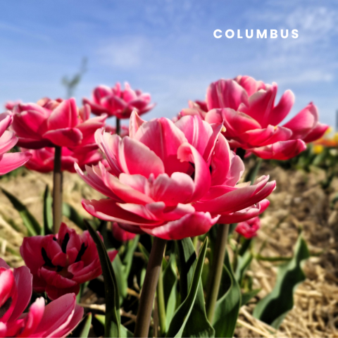 Columbus.