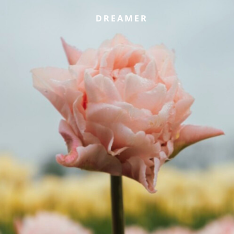 Dreamer