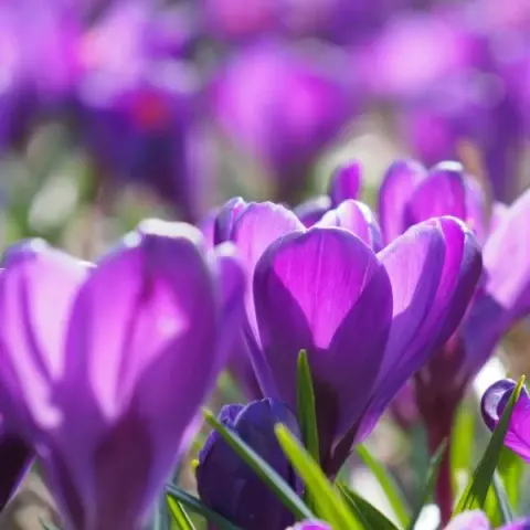 Flower record