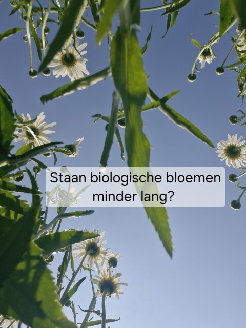 Biologische bloemen - extra vers