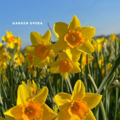 Garden opera