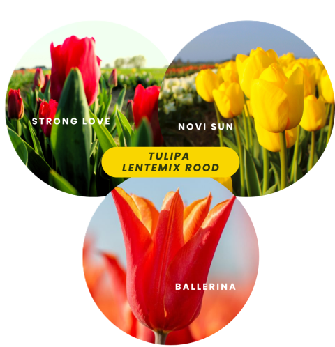 Lentemix Tulipa rood