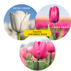 Lentetulpenmix roze