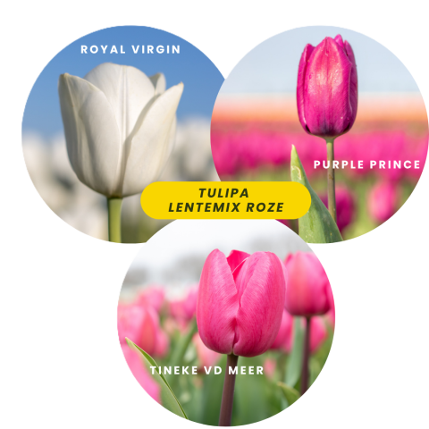 Lentetulpenmix roze