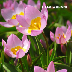 Lilac wonder