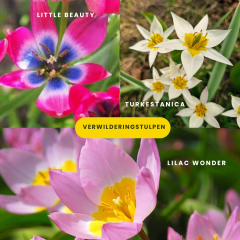 Little Beauty botanische tulp