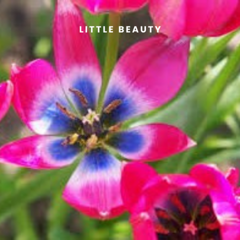 Little Beauty