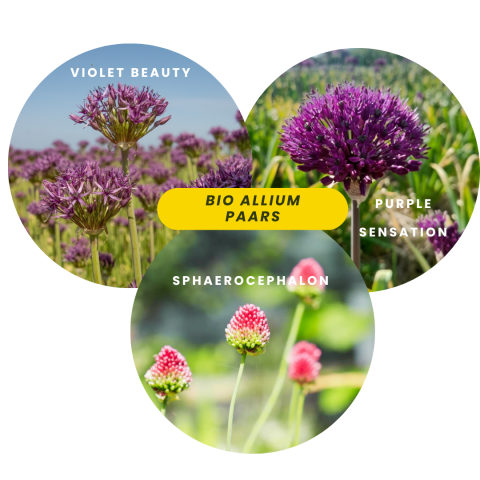 Bio allium