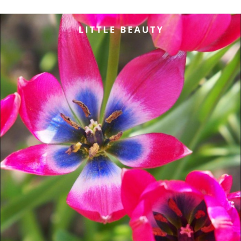 Little beauty