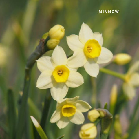 Minnow