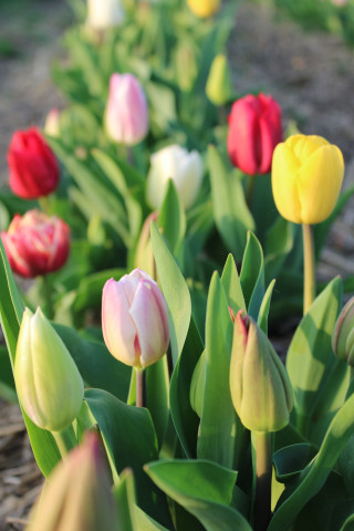 Biologische Pluktuin tulpen