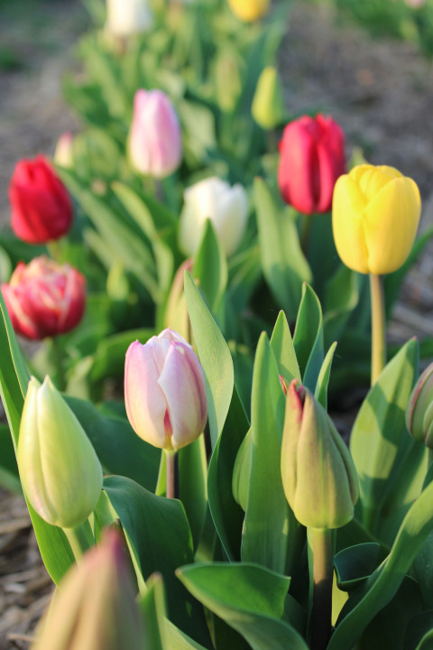 Biologische Pluktuin tulpen