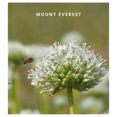 Mount everest