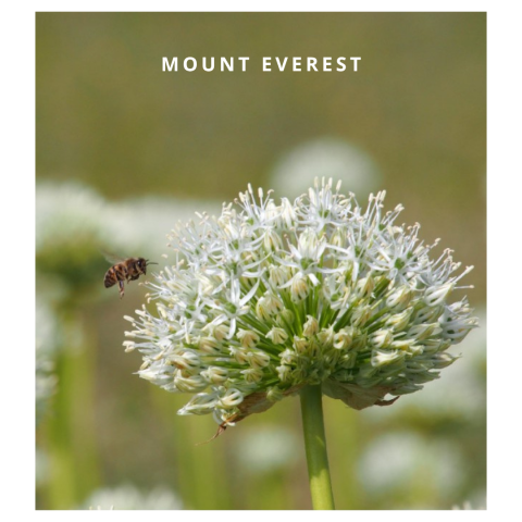 Mount everest