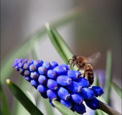 Muscari goed