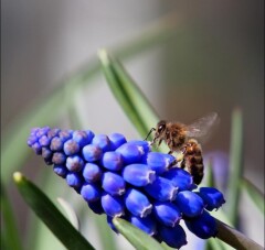 Muscari