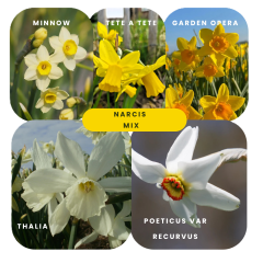 narcis biomix