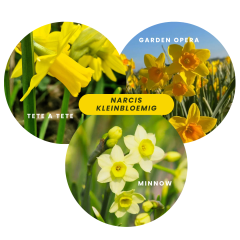 Narcis kleinbloemig