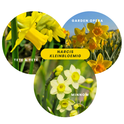 Narcis kleinbloemig