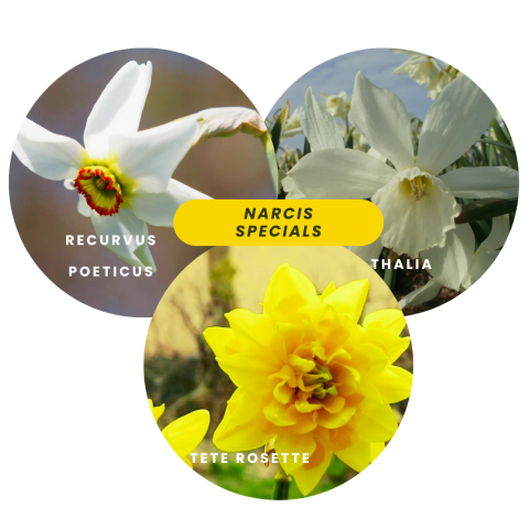 Narcis specials.