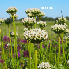 Nigrum