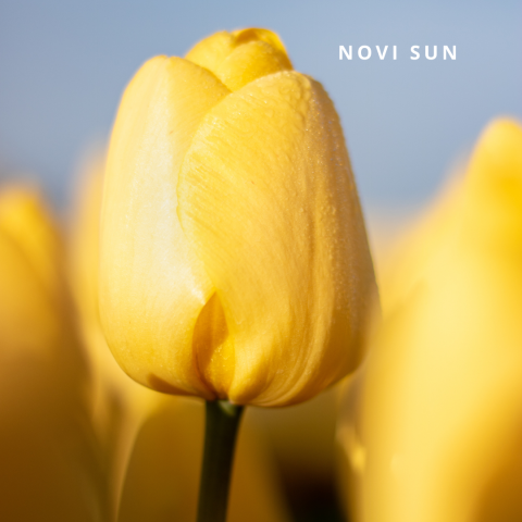 Novi sun