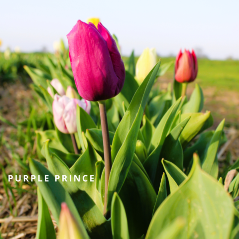 Purple prince