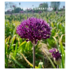 Purple sensation