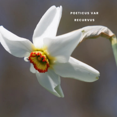 Recurvus