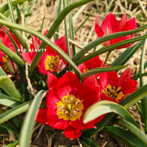 Red beauty tekst