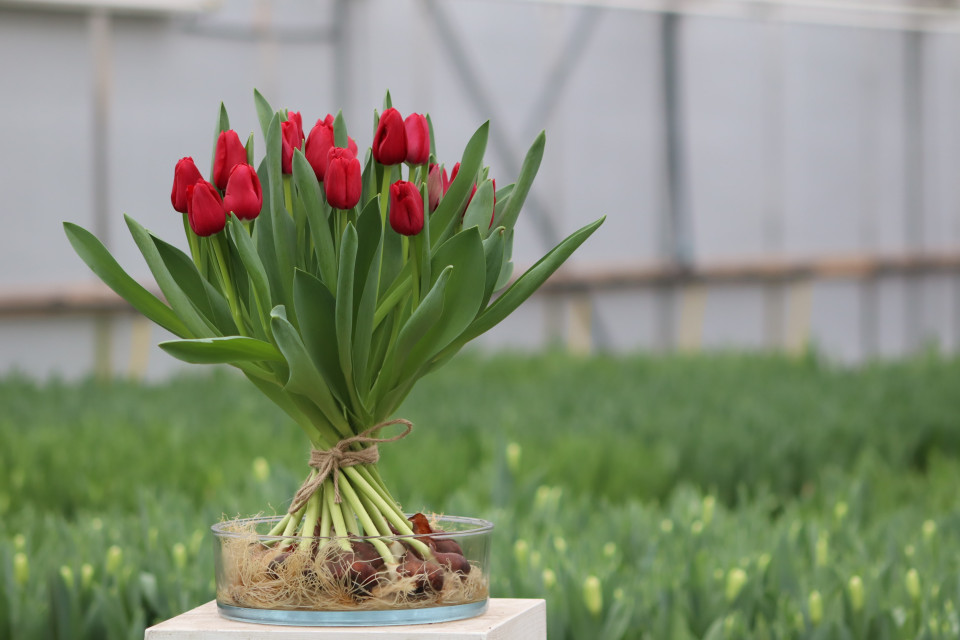 Schoof biologische tulpen