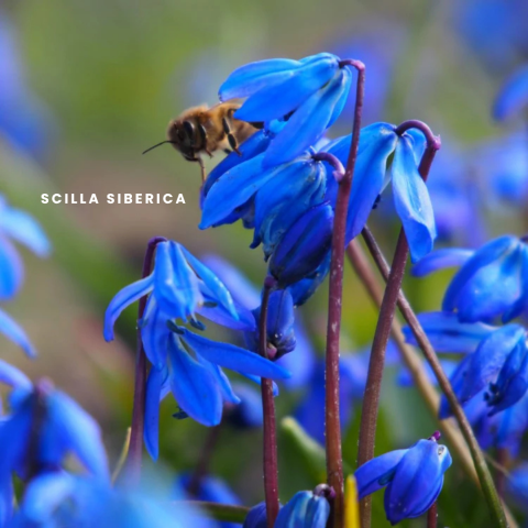 Scilla