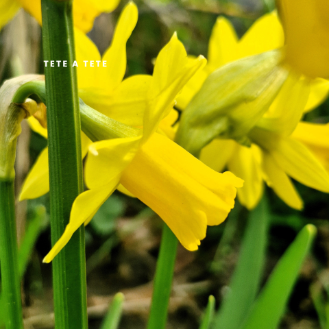 Tete a tete