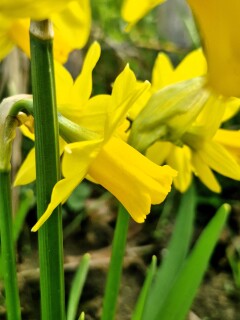 Tete a tete goed