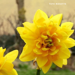 Tete rosette