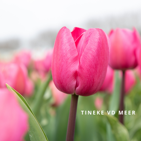Tineke vd meer